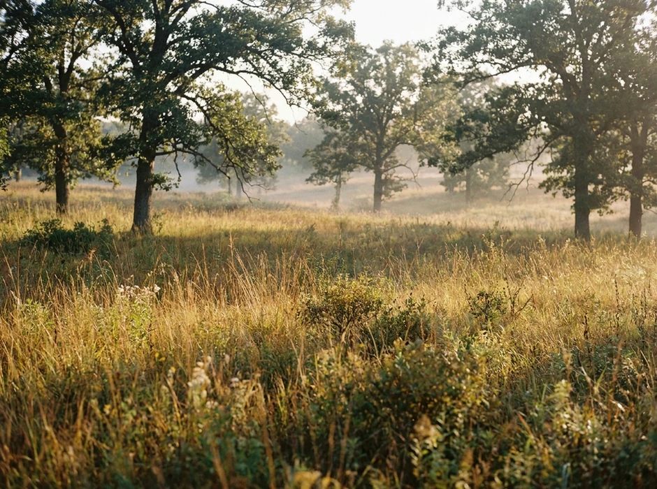 Oak savanna at sunrise, United States landscape.